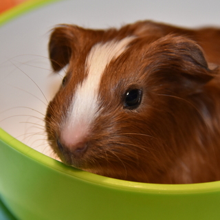 新しい家族にお迎えして頂くことになりました！