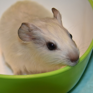 新しい家族にお迎えして頂くことになりました！