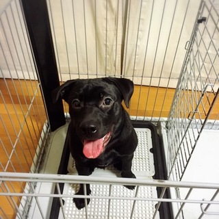 ♪ラブmix里親募集♪