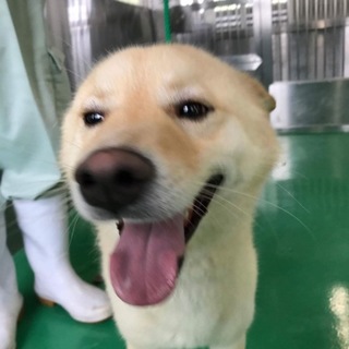 里親様決定！ありがとうございました。