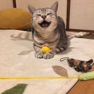 甘えん坊！可愛すぎるタオちゃん