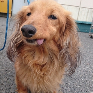 【【引き出してくれました】可愛い老犬ダックス