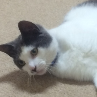 白にグレー柄の男の子です。