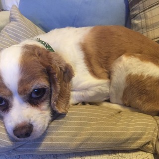 【里親決定しました】飼い主が末期ガンです