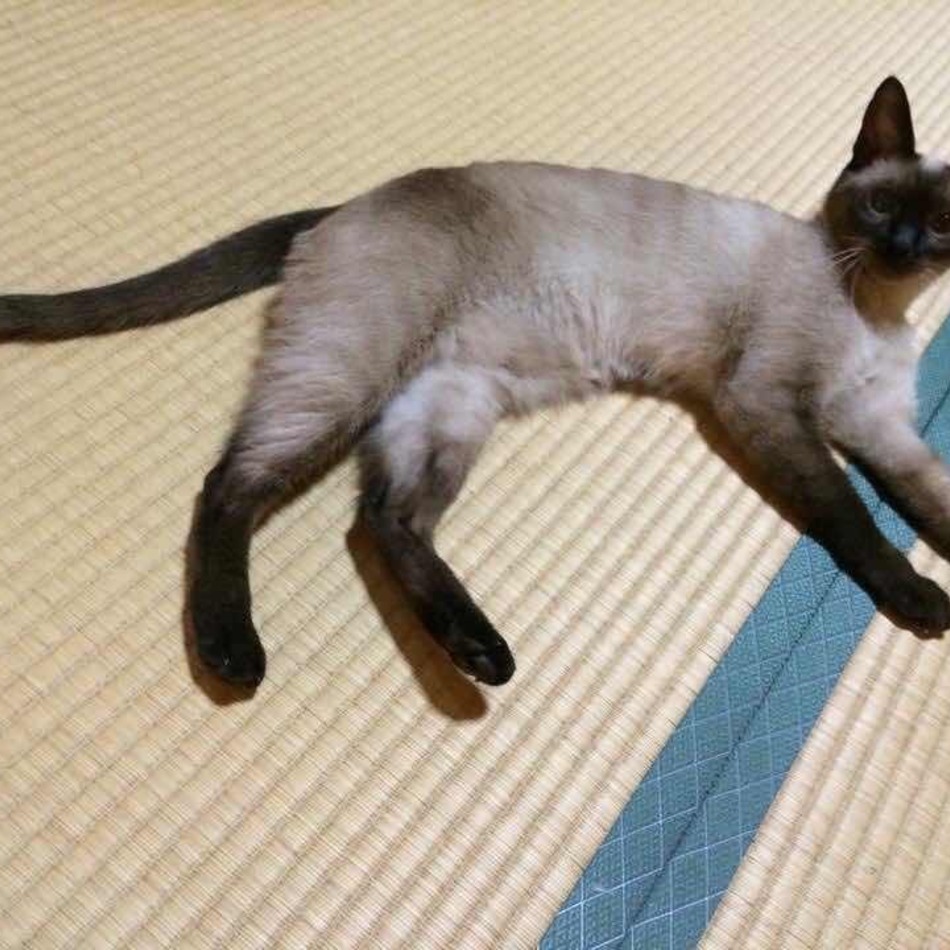 アキのカバー写真