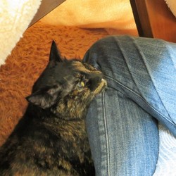 「化け猫？！」サムネイル1