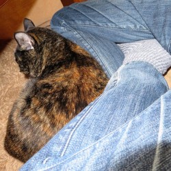 「化け猫？！」サムネイル2