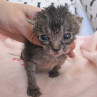 かわいい赤ちゃんきじとら　ぜんちゃん　離乳中