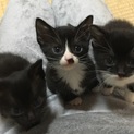 可愛い子猫ちゃん・｡♪*+o