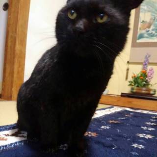【保護】甘えん坊な黒猫の里親募集！