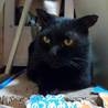 【保護】甘えん坊な黒猫の里親募集！ サムネイル2