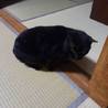 【保護】甘えん坊な黒猫の里親募集！ サムネイル3