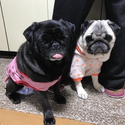 「まめ」サムネイル3