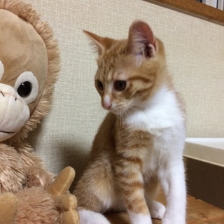 ももちゃん(仮) 茶トラ♀珍