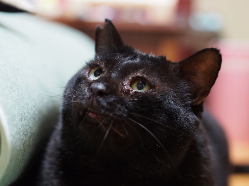 体重8kg 巨猫の豪ちゃ 東京都 猫の里親募集 1516 ペットのおうち 月間利用者150万人