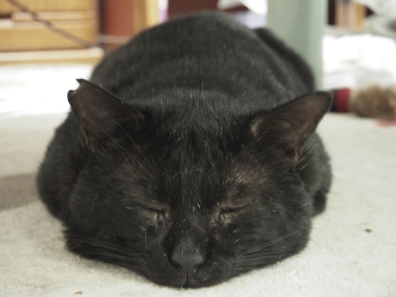 体重8kg 巨猫の豪ちゃ 東京都 猫の里親募集 1516 ペットのおうち 月間利用者150万人