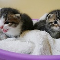 募集停止します　生後3週目の赤ちゃん猫
