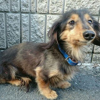 10歳ダックス♂