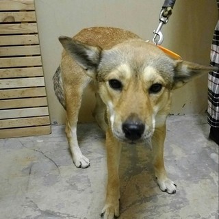 殺処分対象です