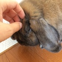 一時募集を停止します