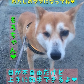 少しびびりですが可愛いモロちゃんの里親さん募集