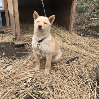 生後約5ヶ月雑種オス