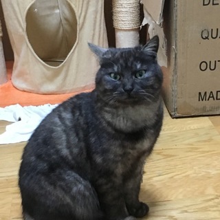 ブラックスモークの雑種猫です！