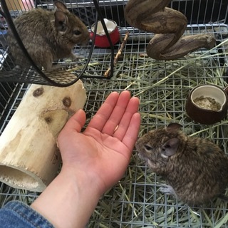 デグー♀2匹【ゲージ付】