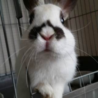 保護うさぎ/103番テンスリー