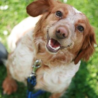 ブリタニースパニエル系のドビーちゃん