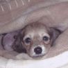 ブリーダーさんから引き取ってすぐの頃。