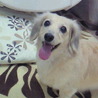 成犬になってかなりぽっちゃり体型に。