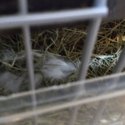 「うさぎ偽妊娠経過(７日目)」サムネイル2