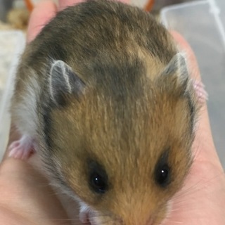 ゴールデンハムスターの赤ちゃん