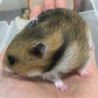 ゴールデンハムスターの赤ちゃん サムネイル2