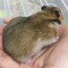 ゴールデンハムスターの赤ちゃん サムネイル3