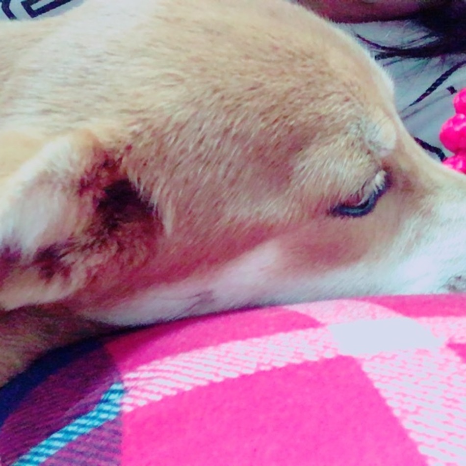 ちびのカバー写真