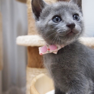 ※トライアル中です美猫6兄妹「ジジ」♪