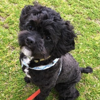 狆×トイプードルの2〜3歳のアラン君