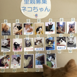 わんにゃん小梅保育園☆川越で犬猫譲渡会☆ 多数