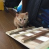 作った甲斐があった（≧∇≦）2