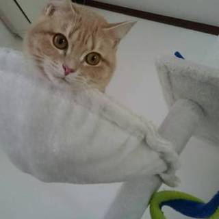 美人マンチカンの女の子