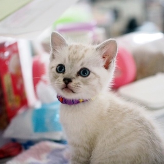 ブルーアイ美男【慈桜】