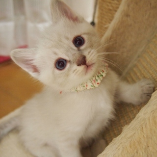 ※トライアル中です美猫兄妹「ミミ」♪