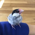 停止中 2016年11月生まれの桜文鳥です