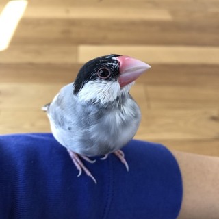 停止中 2016年11月生まれの桜文鳥です