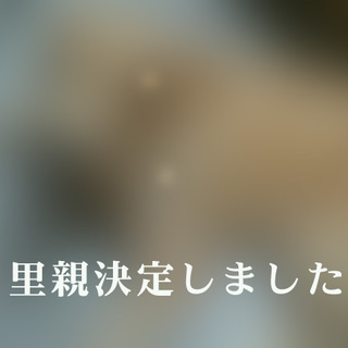 【一時募集停止！】ゴールデンレトリバー里親募集