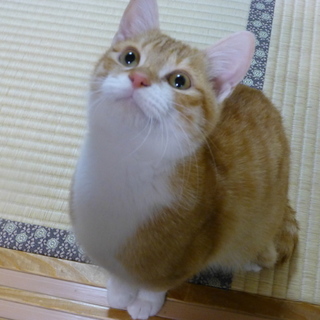 茶白のハンサムボーイ