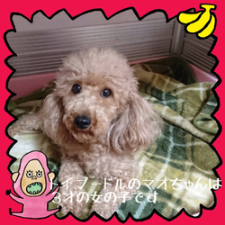 非営利動物保護団体ととのん&池袋マルイ  保護犬譲渡会