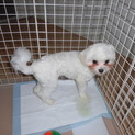 マルチーズの女の子募集